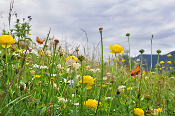 Yellow flowers of wild buttercup and wildflowers on meadow in summer. Orange butterfly with black...