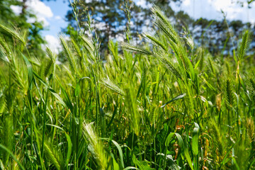 Green juicy ears of cereal. Summer background. Juicy fresh ears of young green wheat on nature in spring summer field