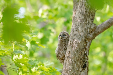 Adorable baby barred owlet on tree  in the forest. Blurred green leaves in the background. Ottawa, Canada
