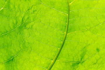 green leaf texture
