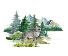 Wolf animal in forest landscape. Watercolor illustration. Wild wolf standing in forest scene. Rustic print image. Furry grey animal in wild forest herbs, bushes, fir trees. Side view forest animal