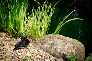 American Wood Duck, Aix sponsa rest on the shore