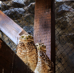 A Burrowing Owl pair in a zoo park