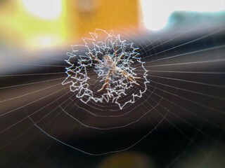 spider web with dew drops