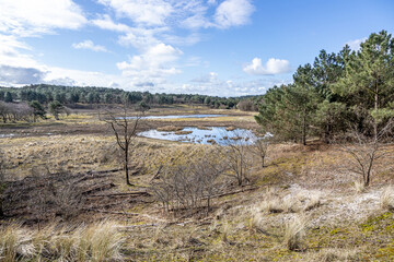 Dutch dune reserve with a pond with little water, wild grass, dry heather, green trees and pines, spring day with a blue sky with white clouds in Schoorlse Duinen, North Holland, Netherlands