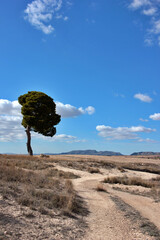 Fototapeta na wymiar vertical landscape with lonely tree and arid terrain background. Climate change