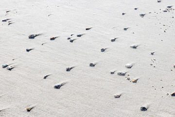 Shells among the sand after the waves hit the beach, sunny day, nature texture