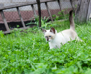 A white kitten on the lawn with blue eyes.