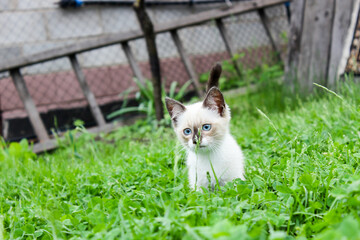 A white kitten on the lawn with blue eyes.