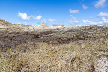 White sand, wild grass, dry heather and hills in the background in a Dutch dune reserve, spring day with a blue sky with white clouds in Schoorlse Duinen, North Holland, Netherlands