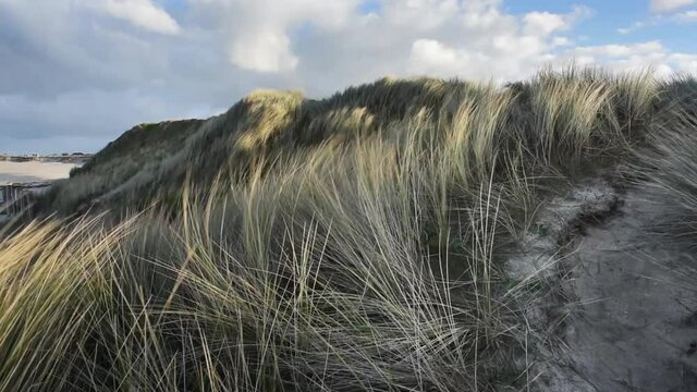 Wind blowing through the dunes on the coast moving the grass gently.