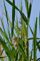 Fototapeta premium reeds