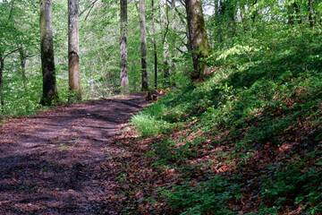 footpath in the forest
