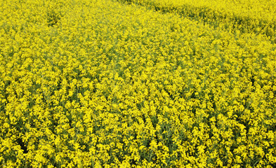 Aerial view of yellow flowers of agricultural rapeseed for background