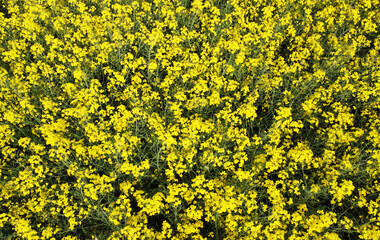 Aerial view of yellow flowers of agricultural rapeseed for background