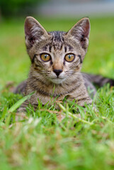 A brown kitten lying on the lawn looking at the camera.portrait of cat