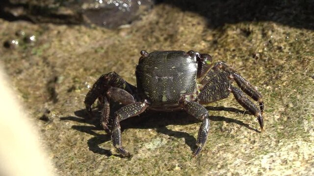 Marbled rock crab or Runner Crab (Pachygrapsus marmoratus (Fabricius, 1787) eating on the rocks of the Adriatic Sea.