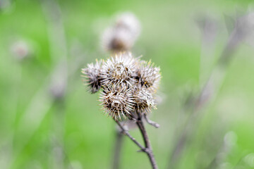 Dry turnip thorns on green background.