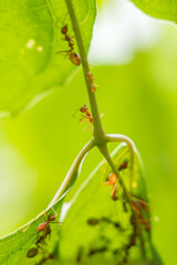 Colony of ants who are helping to build a nest. Ants close up.