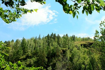 forest and sky