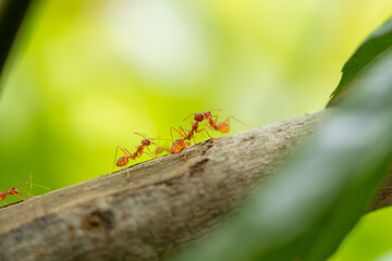 Ants fighting on a branch. ants on twigs.
