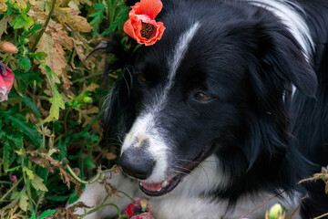 Close-up of purebred border collie dog lying in wild poppies on a summer day - selective focus