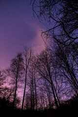 silhouette of trees from low angle view with stars above on the night sky