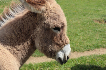 Fototapeta premium Tête d'anon