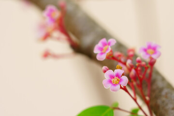 Pink flowers blooming on the branches. Pink flowers wallpaper.background.