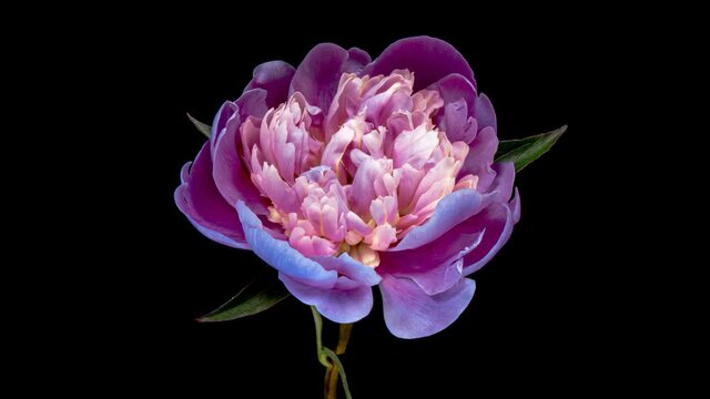 Timelapse of spectacular beautiful blue pink peony flower blooming on black background, close-up