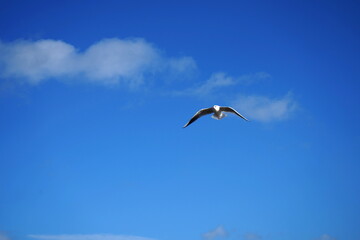 Seagulls - Portobello Beach, Edinburgh