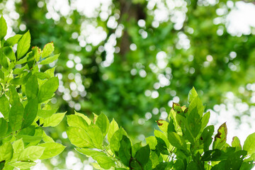 Fototapeta na wymiar green leaves with bokeh background