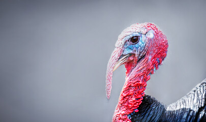 Turkey bird portrait