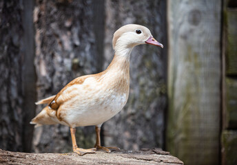 Mandarin duck portrait