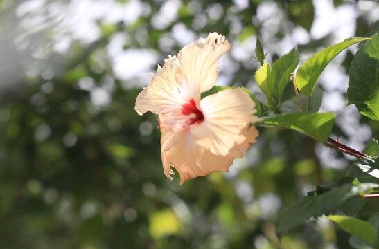 Pink Hawaiian Hibiscus Flower