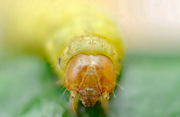 Insects photographed with a microscope objective using the Focus Stacking technique