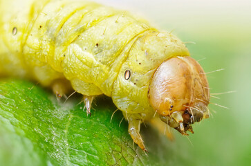 Insects photographed with a microscope objective using the Focus Stacking technique