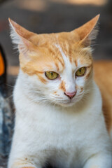 Fototapeta na wymiar Shoot cat in portrait style. close-up portrait of a cat