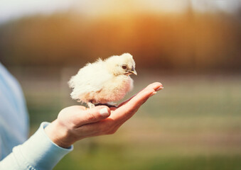 Baby bird flying from woman hand.