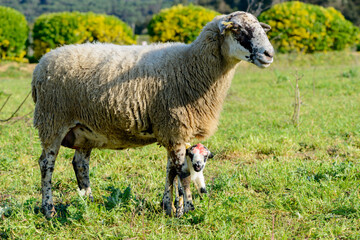 Obraz premium Newborn sheep in the field