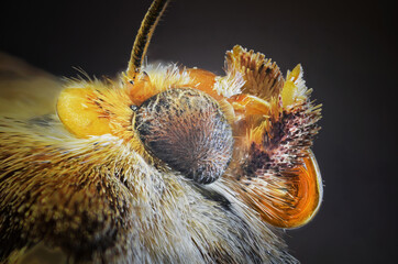 Insects photographed with a microscope objective using the Focus Stacking technique
