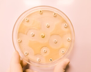 Antimicrobial susceptibility testing in petri dish with Muller Hinton agar medium,Susceptibility of Staphylococcus aureus bacteria