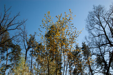spring forest: tree branches against the blue sky