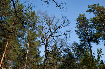 Fototapeta premium spring forest: tree branches against the blue sky