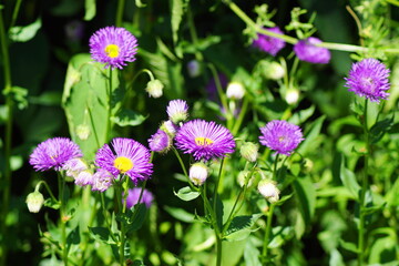 Hübsche lila Blüten in der Natur