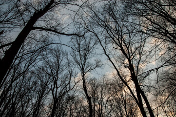 dark silhouettes of trees against the sky