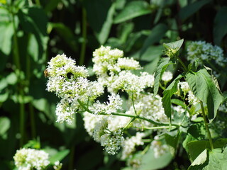 Hübsche weiße Blüten in der Natur
