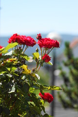 Schöner roter Rosenbusch mit Bokeh im Hochformat