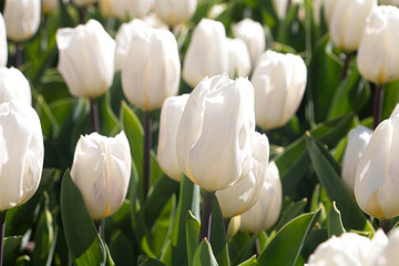 Tulipanes blancos
