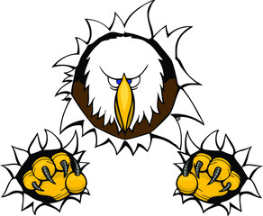 bald eagle tearing out with talons